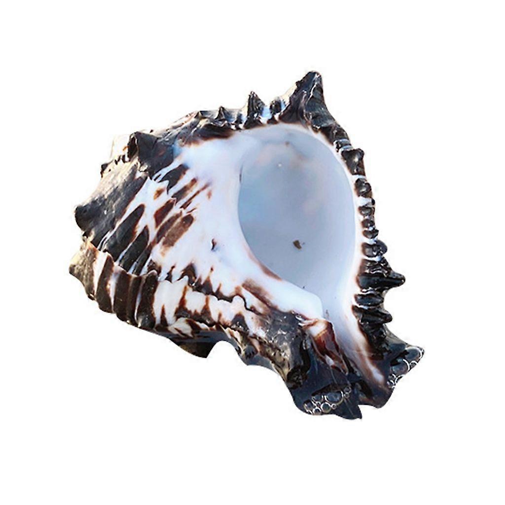 Ocean Conch Large Natural Sea Shells for DIY Crafts Seashell Collectors