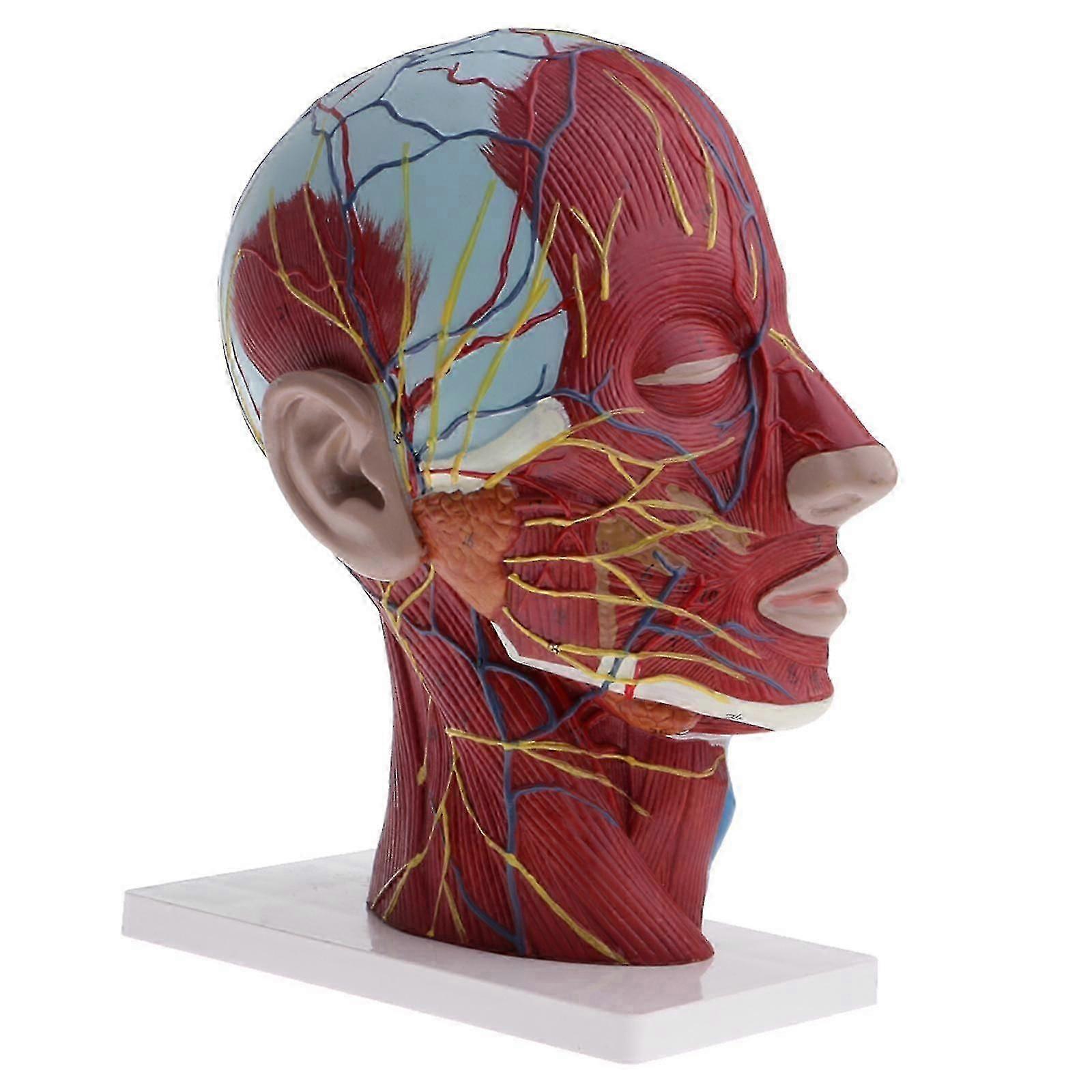 1:1 Human Head Neck Model  Anatomy Statue Lab Learning Supplies