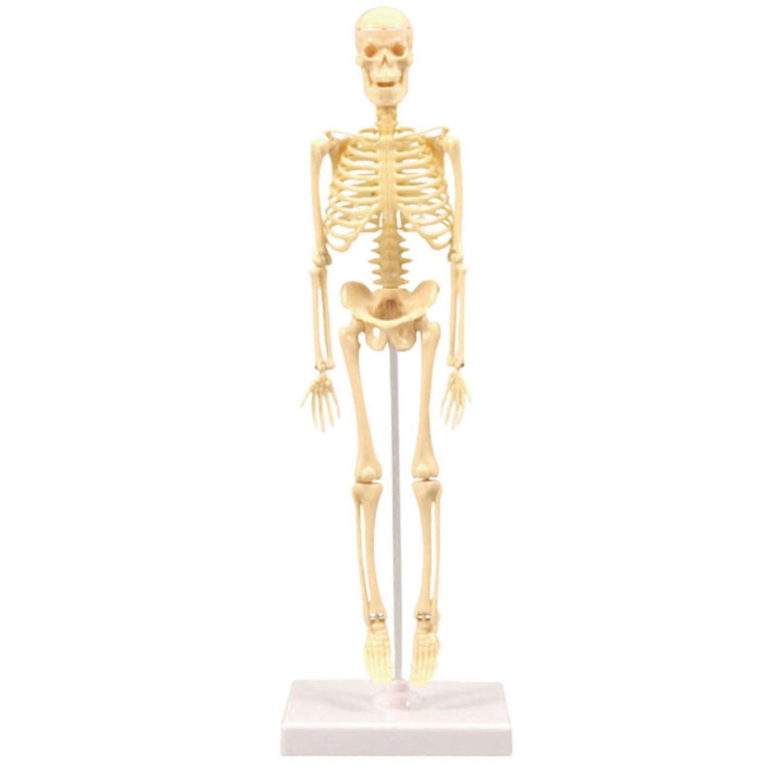 Skeleton Model Practical Ability Smooth Plastic Biological  Science Learning Kit for Kids