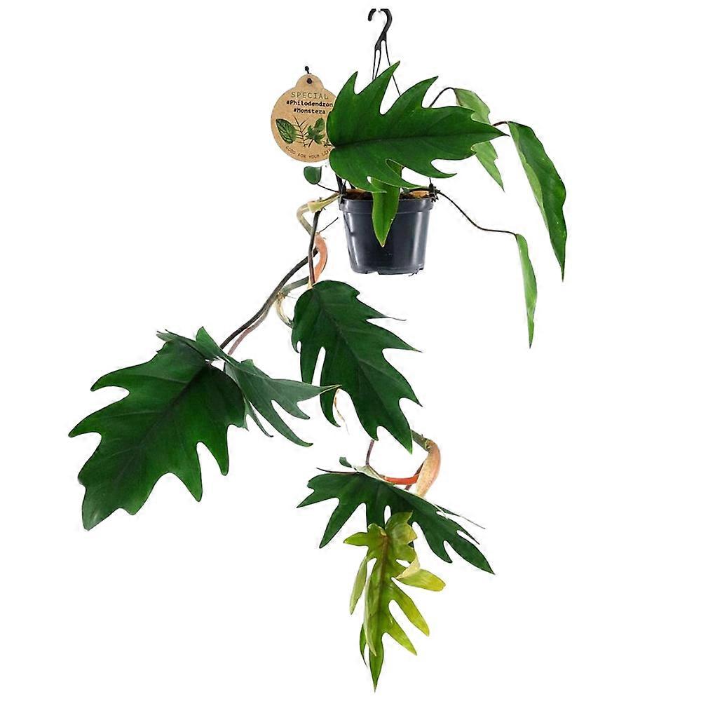 Philodendron mayoi Ø12cm
