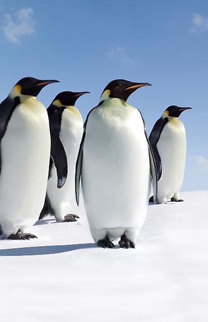 Penguins Blank Journal Hardback Book