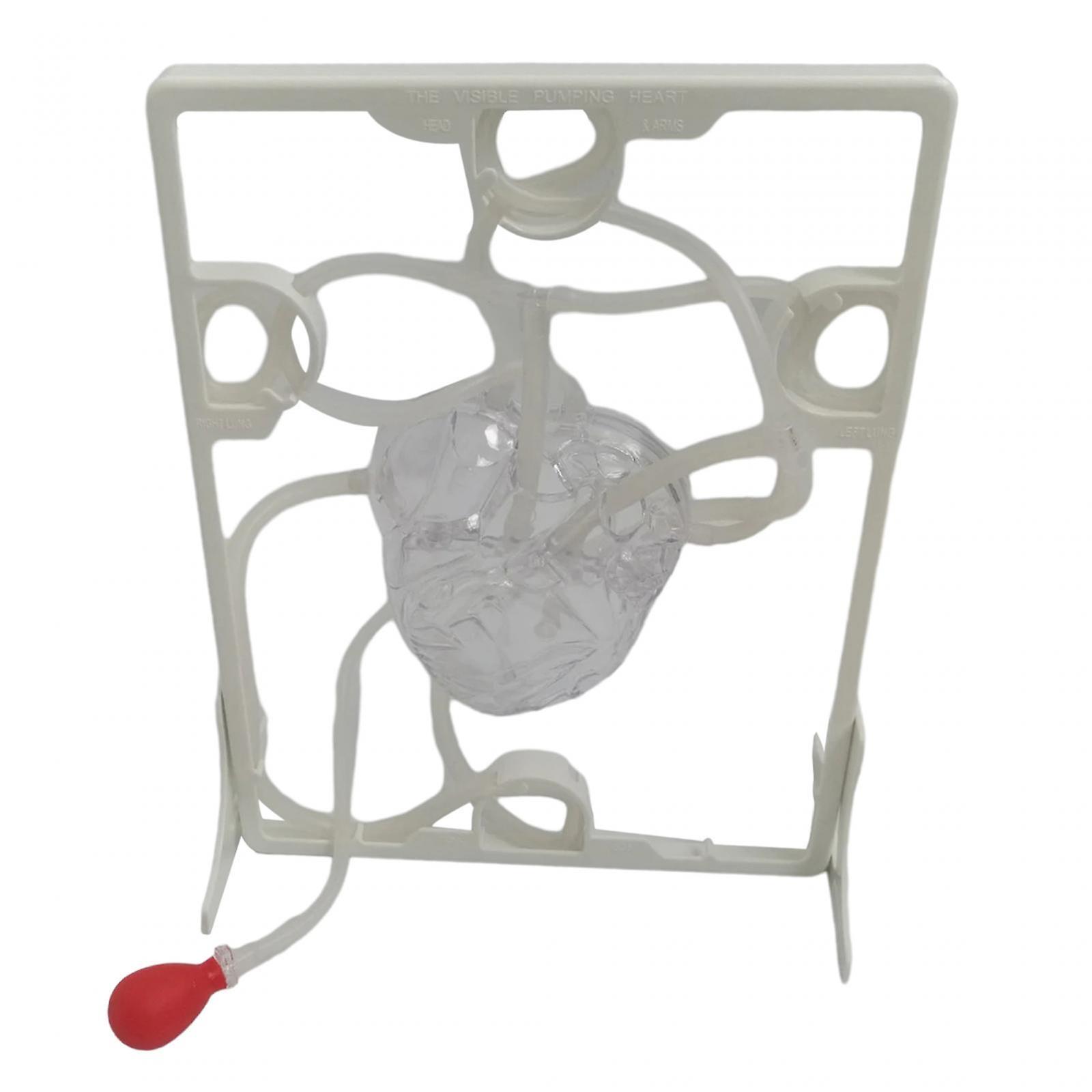 Heart Model Teaching Supplies Durable Simulation Teaching Tool Easy to Use Children Educational Toy for Classroom