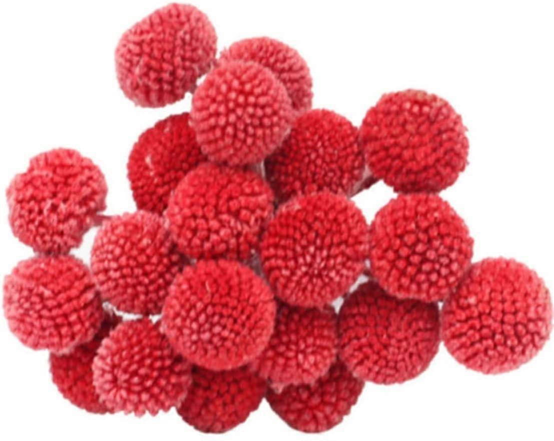 Craspedia Globosa Material Blomma Blågrön 50cm