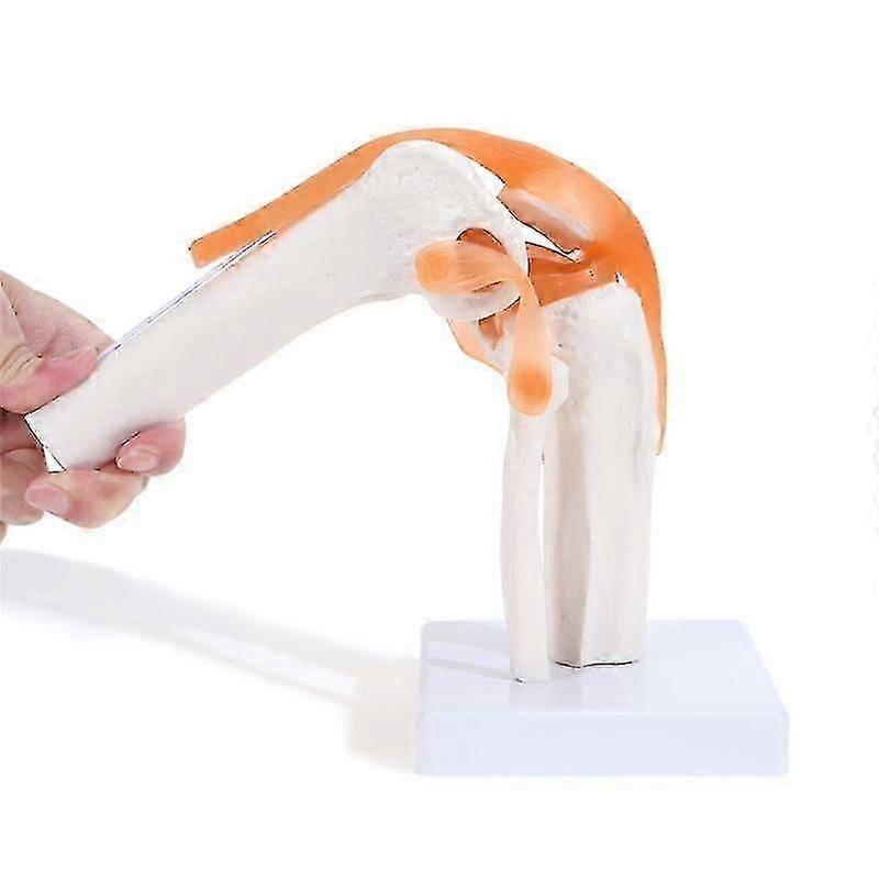 Anatomical Knee Joint With Ligaments , Human 1:1 Life Size, For Science Classroom Study, Display Te