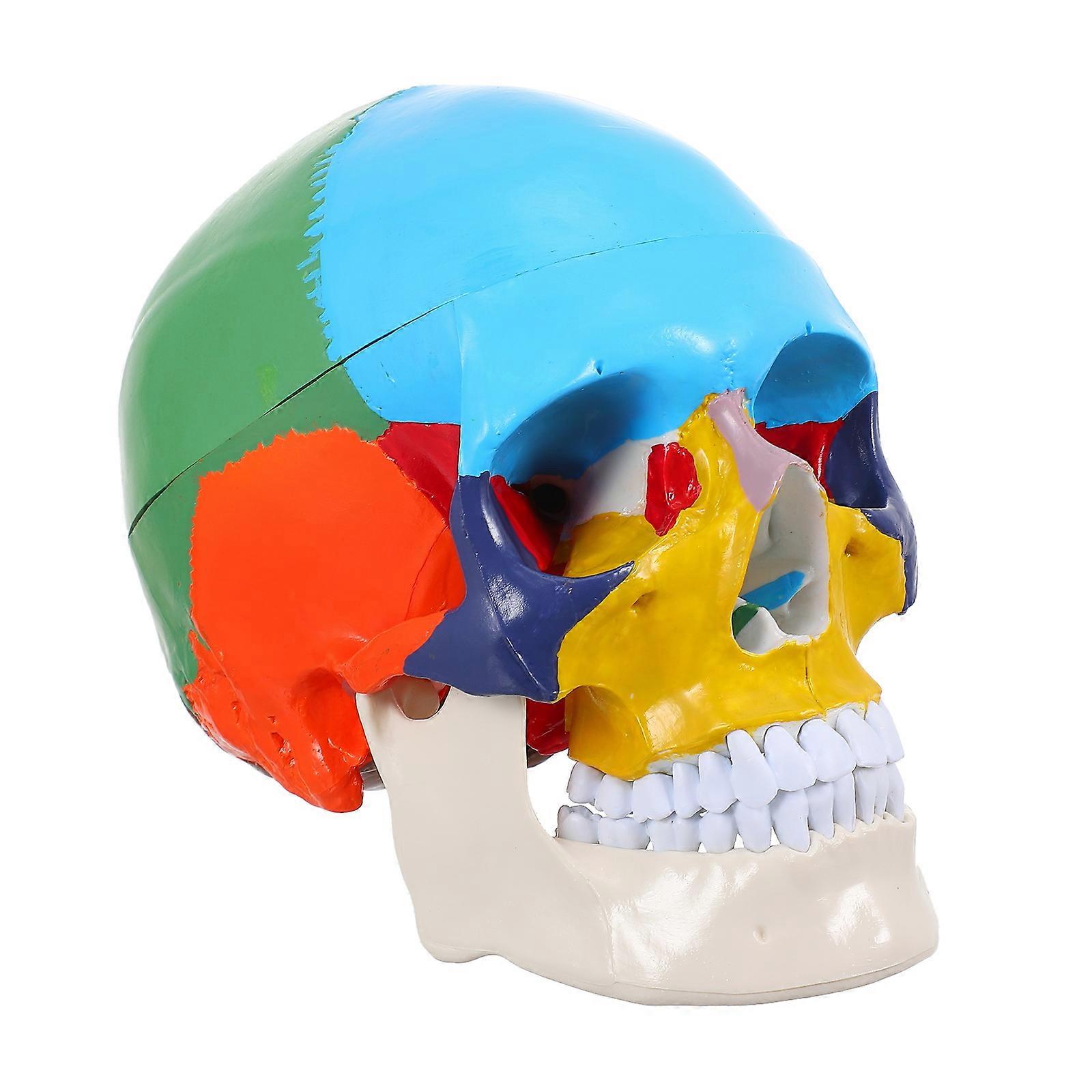 Skull Teaching Model For Physiology Education Within School Education 8.3X7.5X5.9Inch 1Set