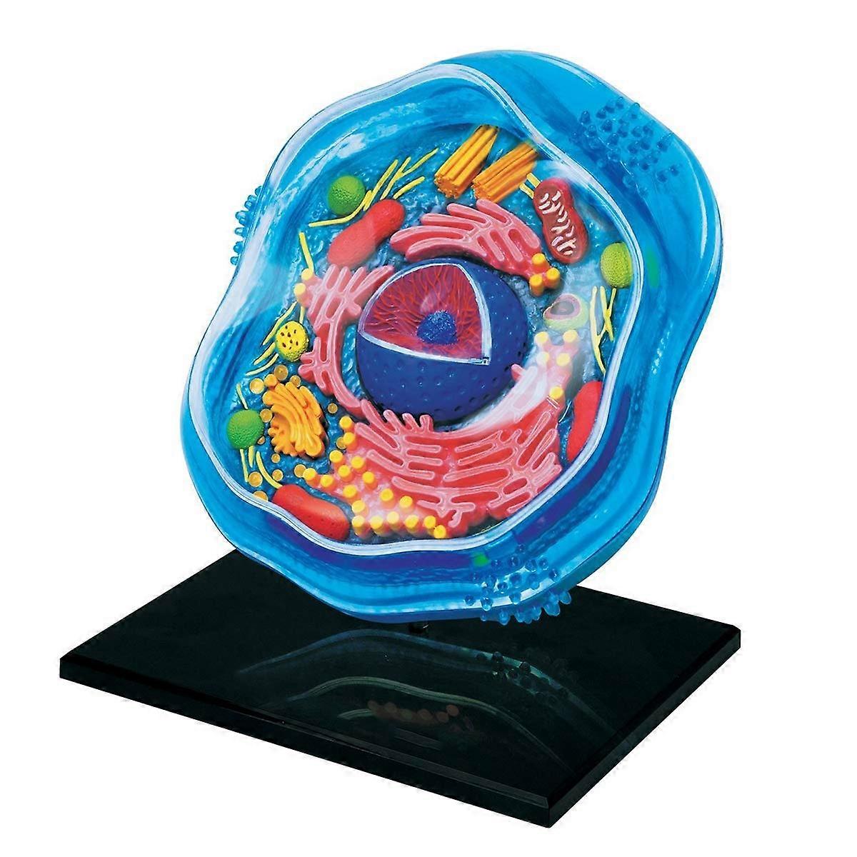 Anatomical Model Of An Animal Cell 24 Removable Parts Science Kit For Cell Anatomy Medical Teaching Model