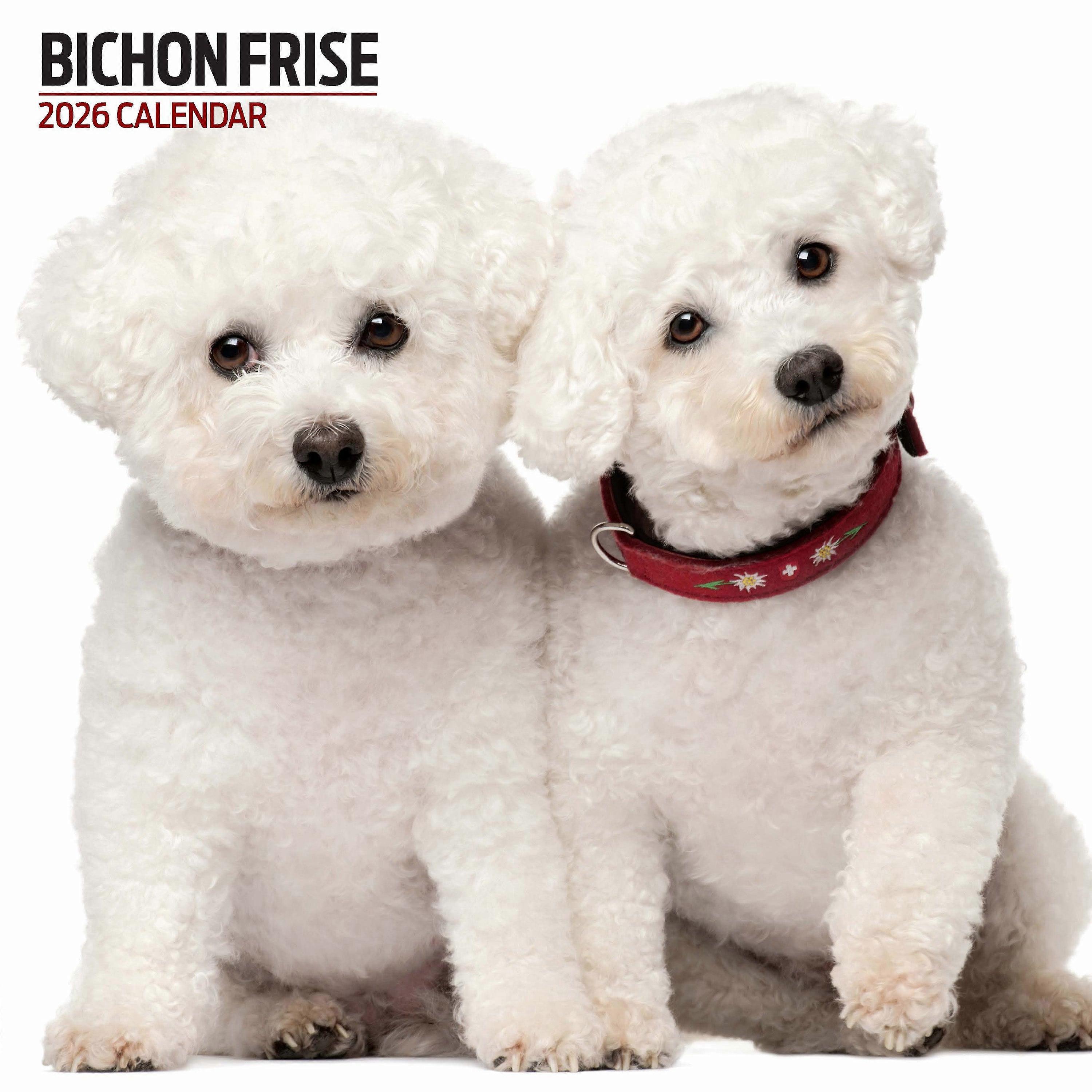 Magnet & Steel Bichon Frize Calendar 2026 Modern
