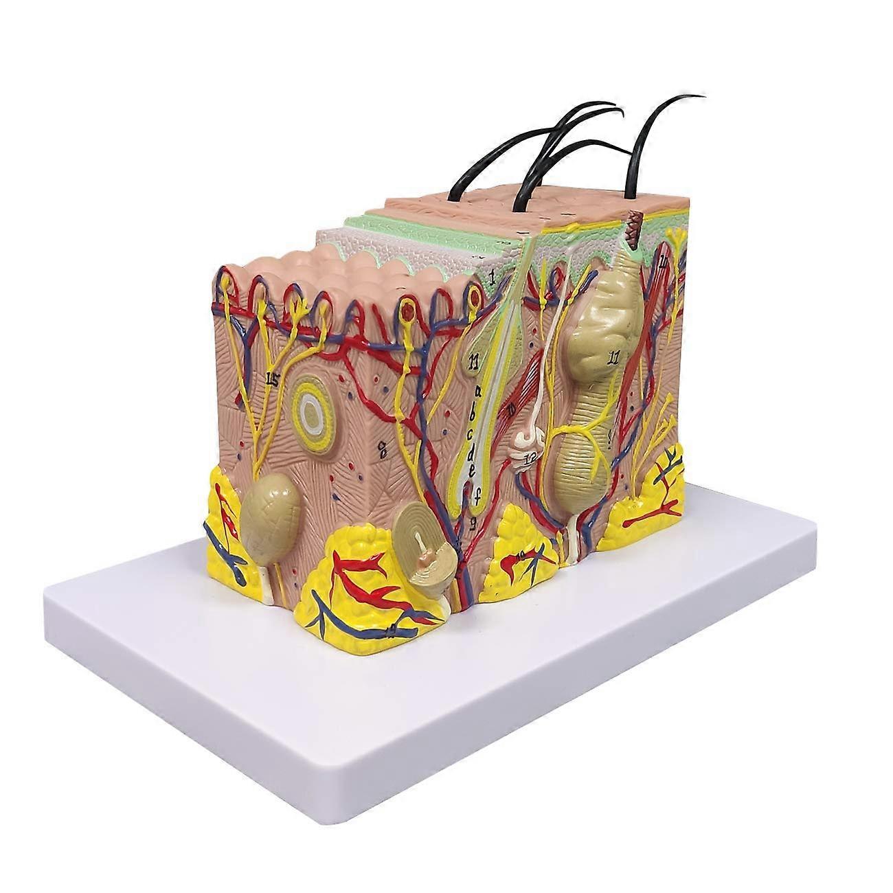Skin Model, 35X Enlarged Anatomical Model Anatomy for Science
