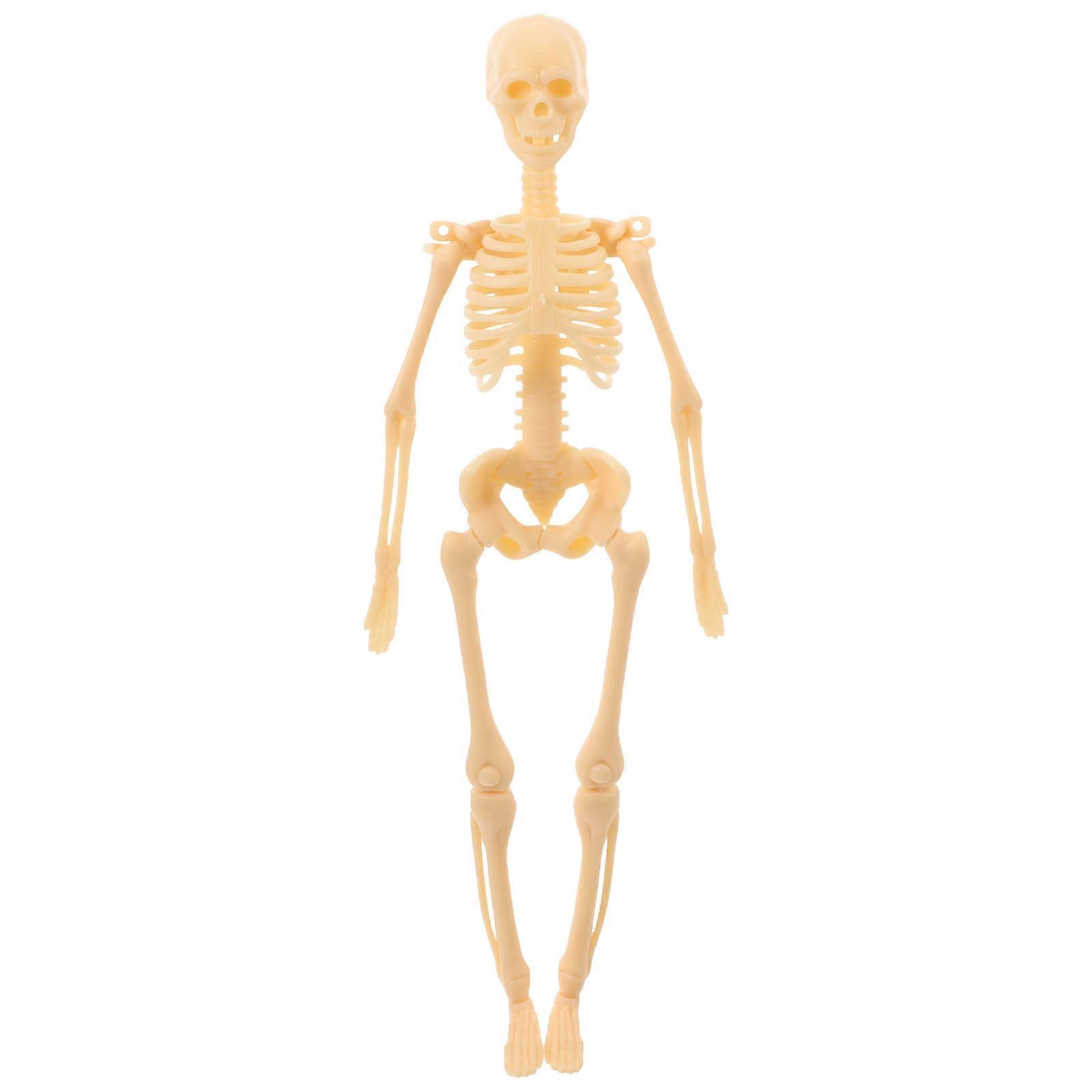Human Body Model Skeleton for Studying Plastic Anatomical Skeleton