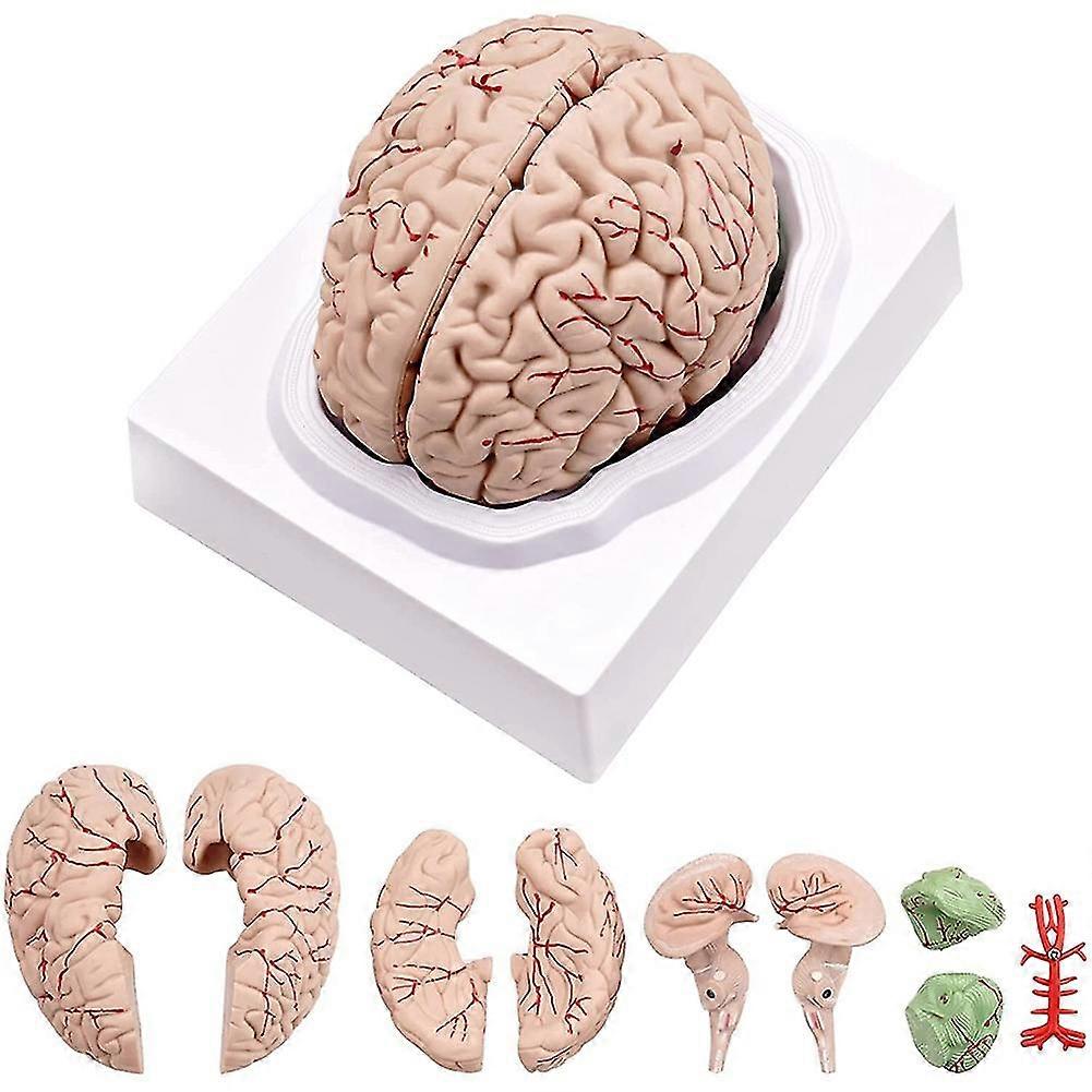 Human Brain,Life Size Human Brain Anatomy Model with Display Base, for Science Classroom Study & Te