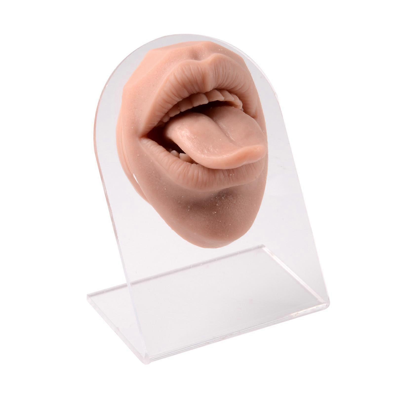 3D Silicone tongues Model Flexible Simulation Model Teaching Tool