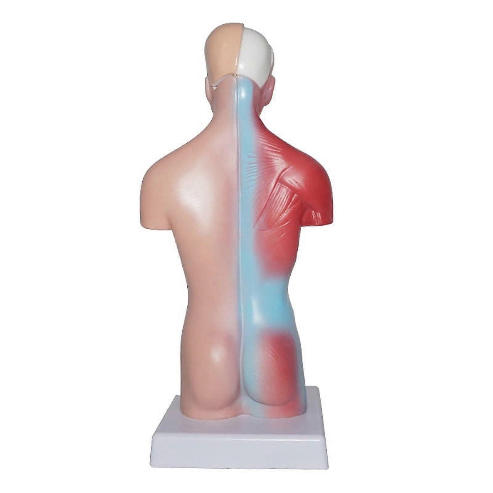 11" Desktop Human Torso Anatomy Model including 15-Part Removable Education Organs for Teaching