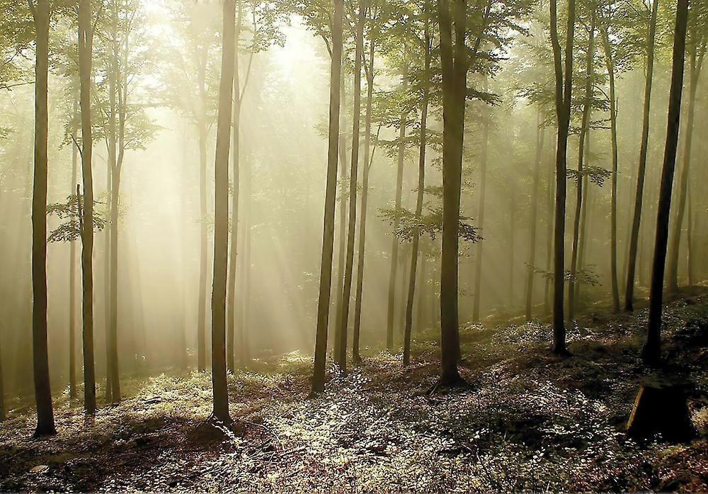 Wall Mural Misty Autumn Forest