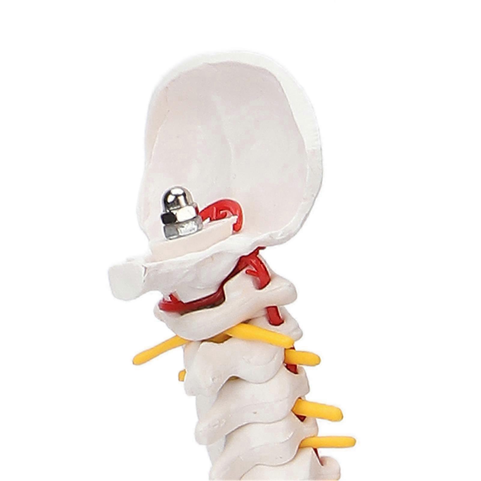 Spine Model, Flexible Spine, Tail Vertebra, Anatomical Model with Spinal Nerves for Classroom Science Teaching