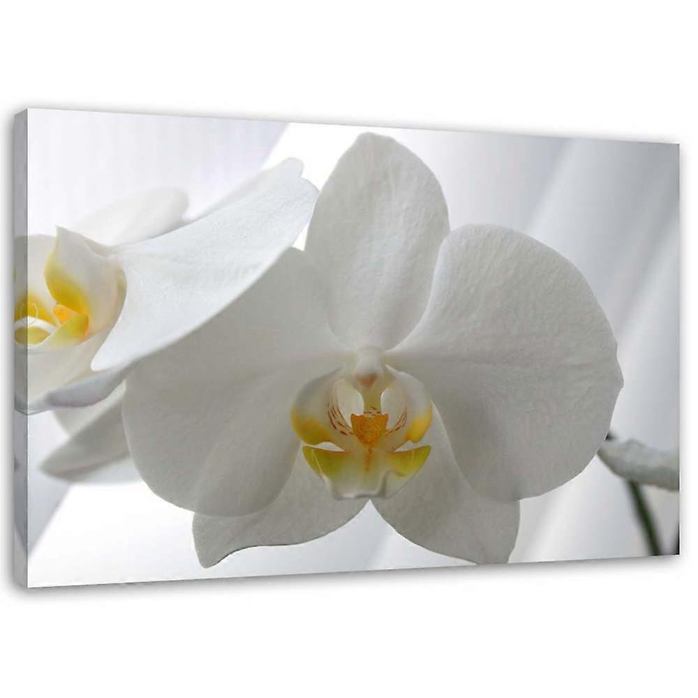 Impression sur toile, Orchidées blanches avec centre jaune - 120x80