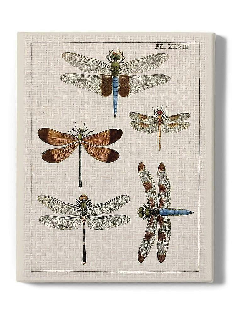 Dragonfly Study Ii Wrapped Canvas -Vision Studio Designs,-ouyac81