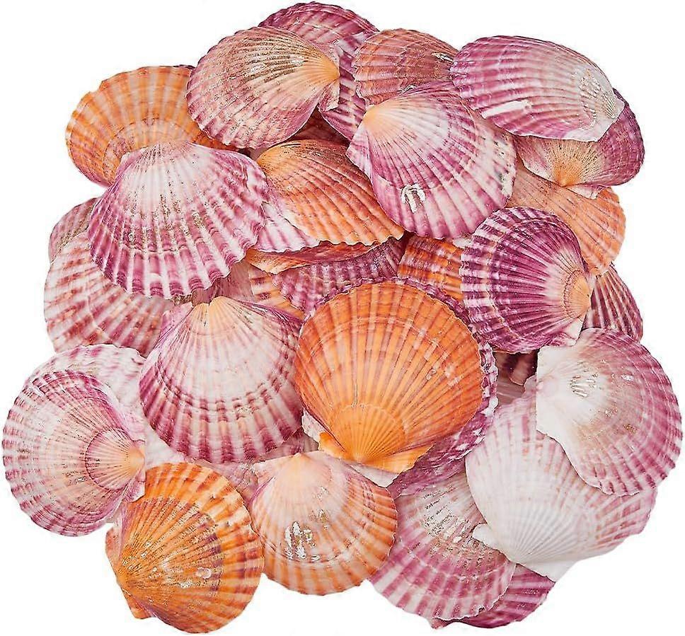 500G 68PCS Natural Seashell 6-8cm Scallop Shells Sea Beach Shells Colorful Large Seashells for Wall Home Fish Decor DIY Crafts Shell Decorations Ocean