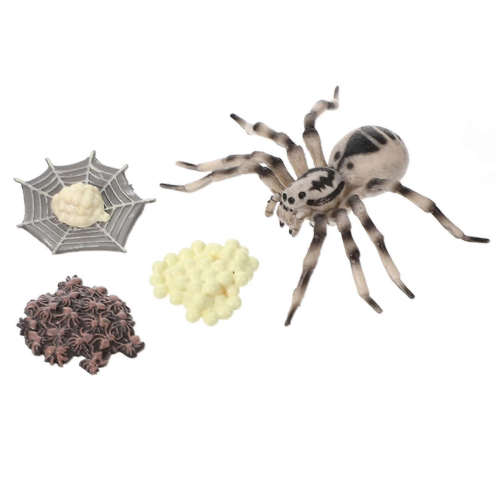 1Set Simulation Growth Cycle Model Tarantula Life Cycle Figure Educational for Kindergarten and for Photographic Props