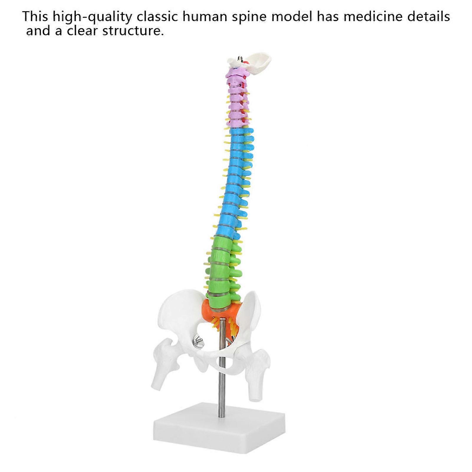 New Life Size Colorful Flexible Human Spine Anatomical Model with Pelvis and Femur 45cm
