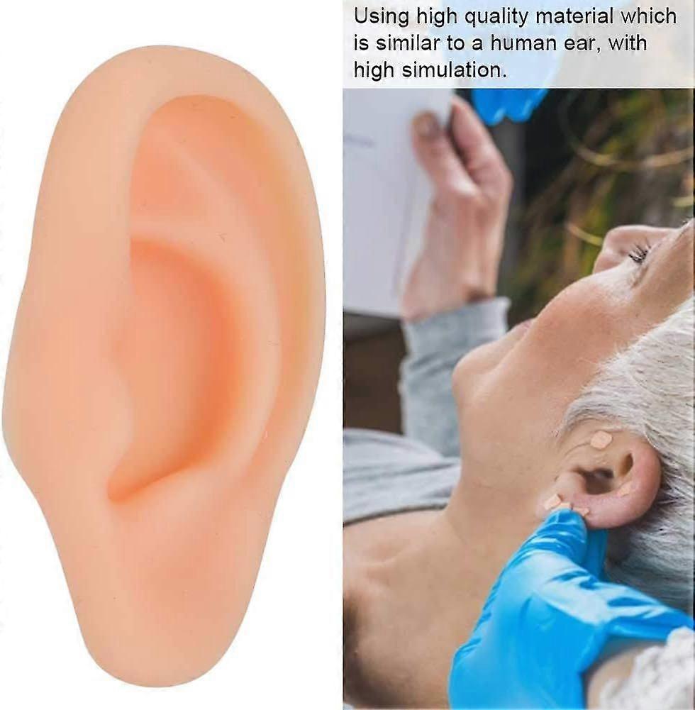 Professional Simulated Ear Model for Acupuncture Practice Massage Teaching Tool Artificial Display Sample (Left )