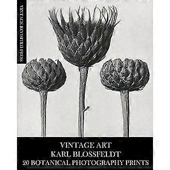 Arte Vintage Karl Blossfeldt 20 Impressões de Fotografia Botânica - Vintage Revisited Press