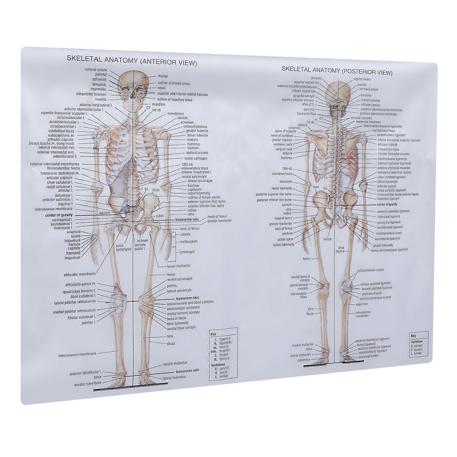 Human Skeletal Muscle Anatomy Poster Detailed Educational Chart for Students, Schools, Laboratories, and Classroom Decor