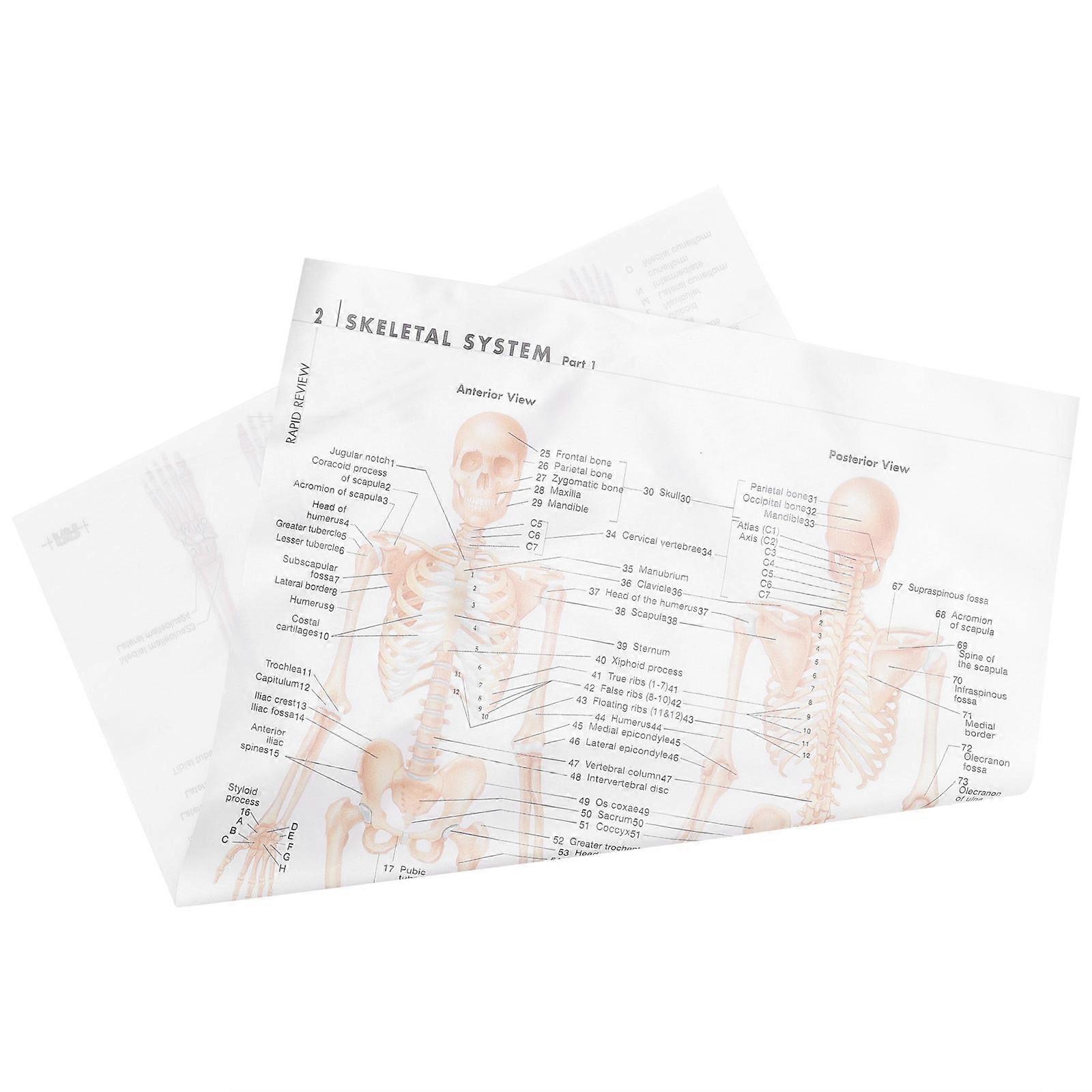 Skeletal System Anatomy Poster Home Office Anatomy Poster Premium Anatomy Poster