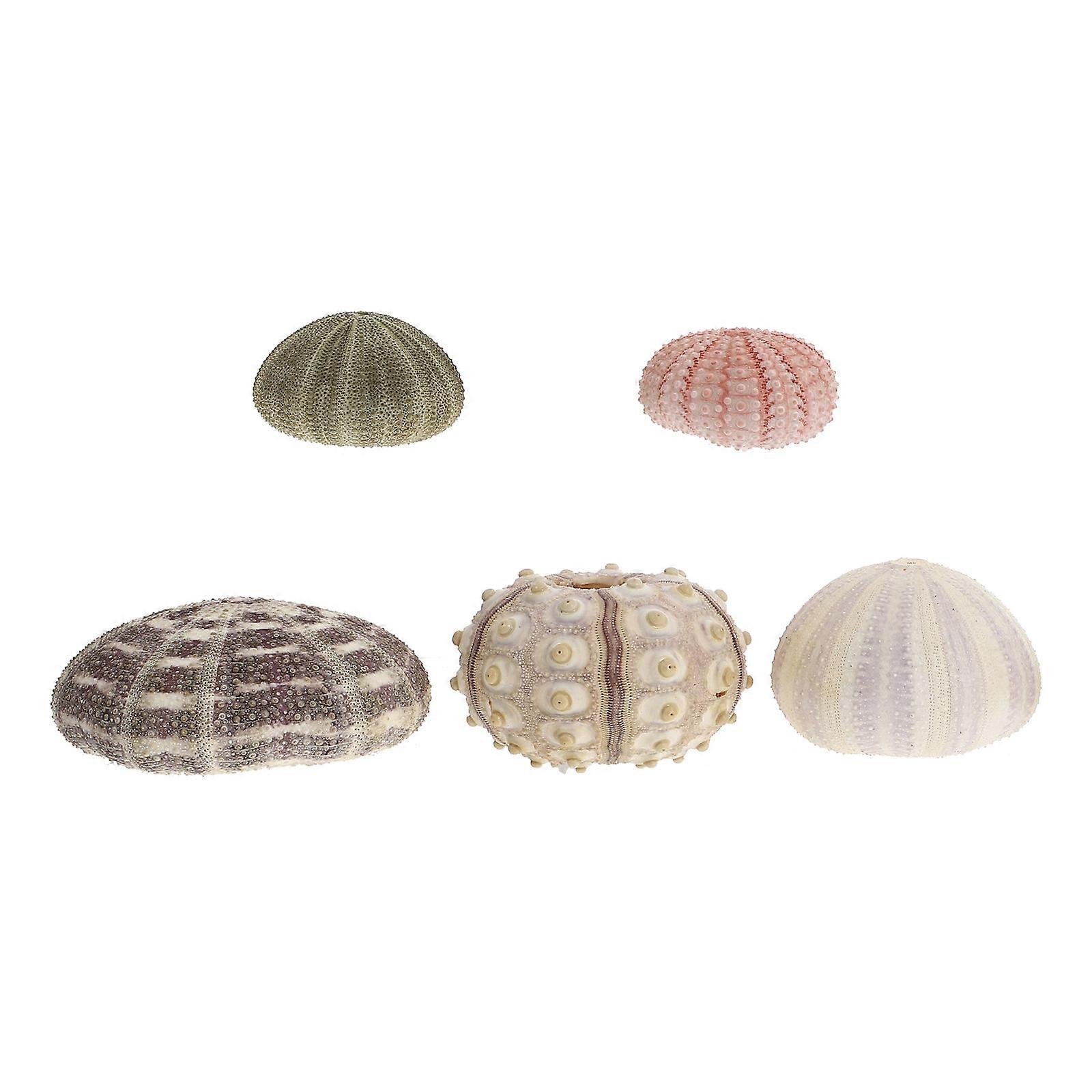 DIY Project 5Pcs Sea Urchin Shells Decorative Use Aquarium Decoration 7-9Cm Realistic Design Fish Tank
