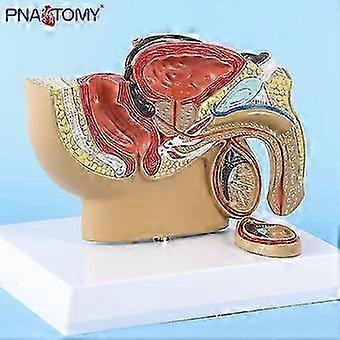 Boeyaa Mâle panatomie modèle testicule prostate modèle anatomique système urinaire médical enseignem