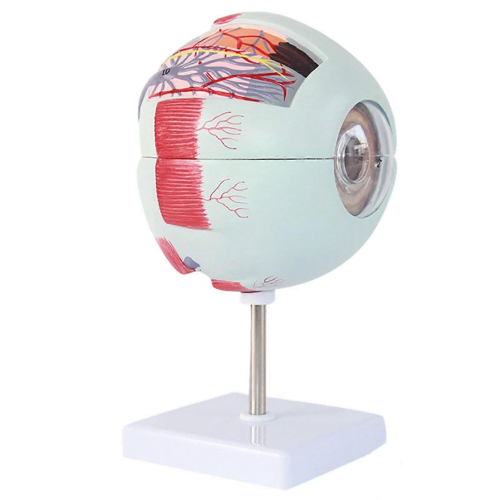 Eye Anatomy Model, Human Eye Anatomical Model,6X Enlarged Eyeball Model for Science Education Students Study Display Teaching, with Removable Stand