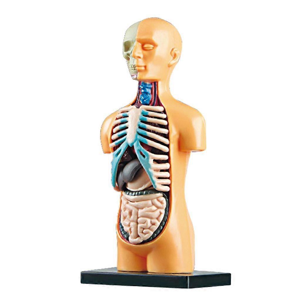 Science Human Body Model Classroom with Removable Organs Learning DIY Toys
