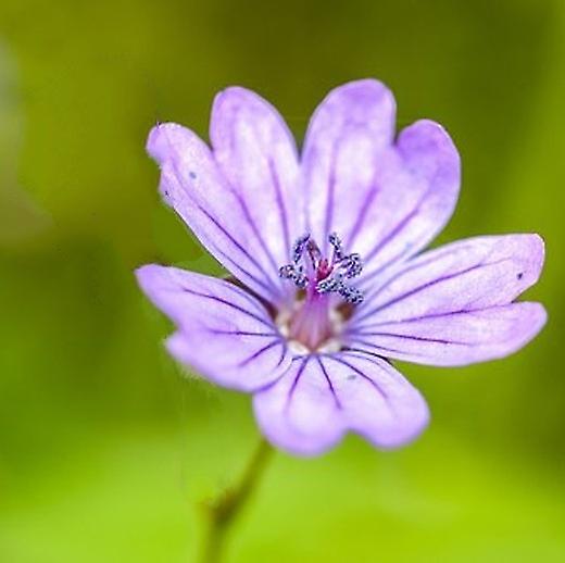 Geranium malere palet. Eng tranebille