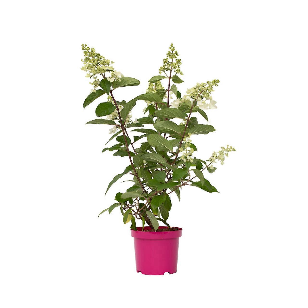 Hortensia - Hydrangea paniculata 'Pinky Winky' - Height 25-40cm - ⌀19cm