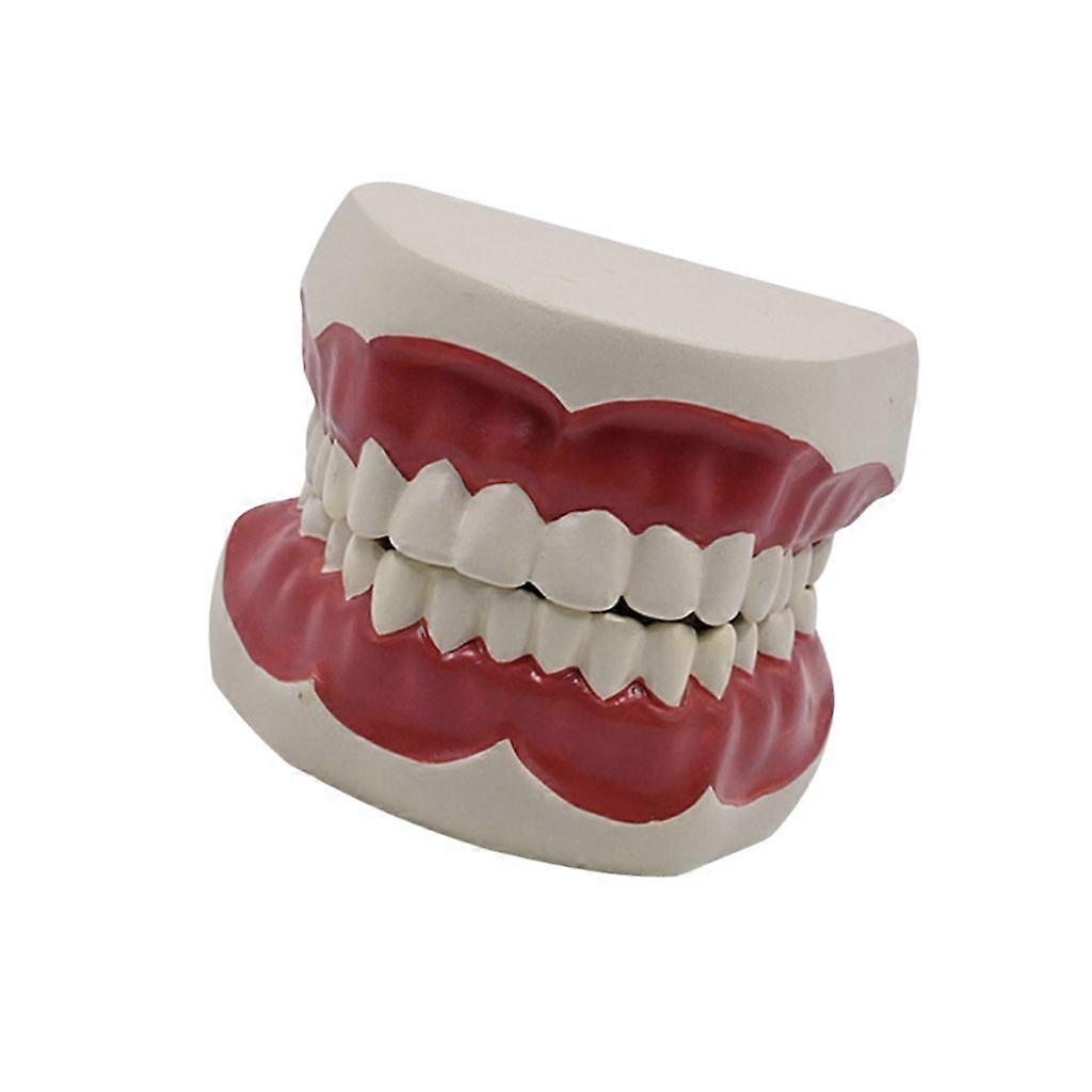 Kids Teeth Model Standard Teaching Model Dental Typodont Standard Teeth Model
