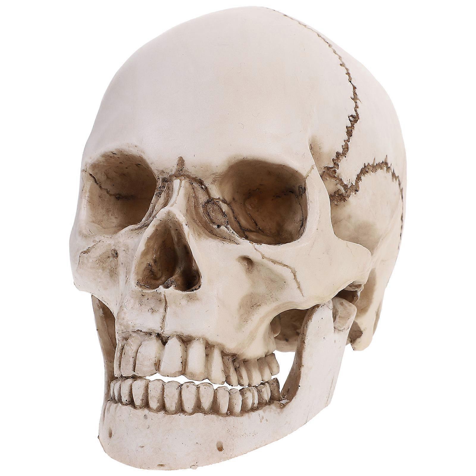 Human Skull Anatomical Skull Model for Education