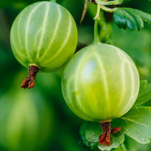 Krusbär Hinnonmäki grön.