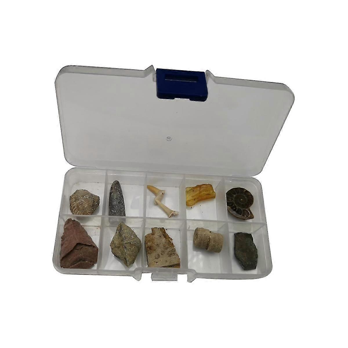 Fossil Fossils Specimen Teaching Kit Model Orthoceras Collection Paleontology Trilobite Science Toy