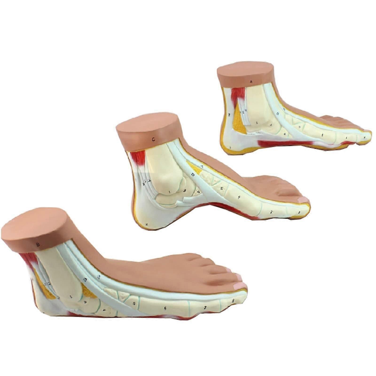 Life Size Foot Anatomy Model with Detailed Structure, Normal Flat  Arch Types, PVC Skeleton