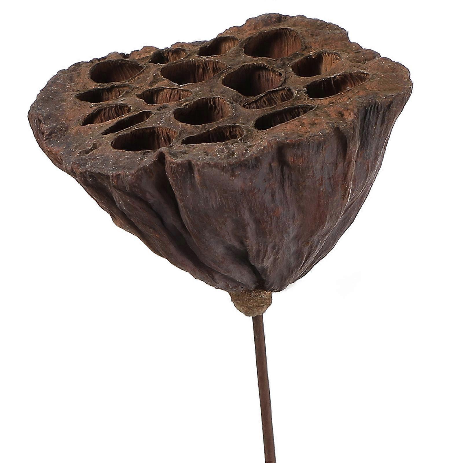 باقة زهور صغيرة مجففة أنيقة ينبع نبات مجفف لوتس لإكسسوارات الصياغة DIY بني غامق 50.00X6.00X6.00CM 1Pack