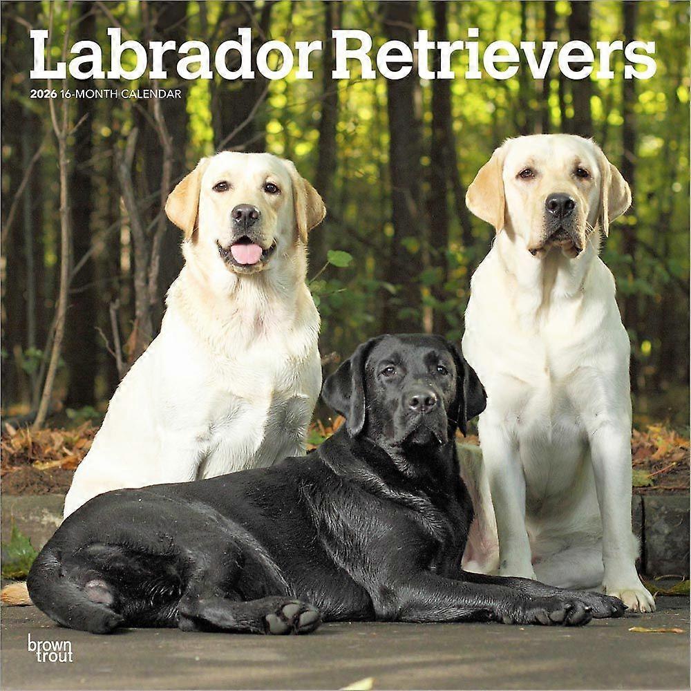 Browntrout Labrador Retriever Mixed Calendar 2026
