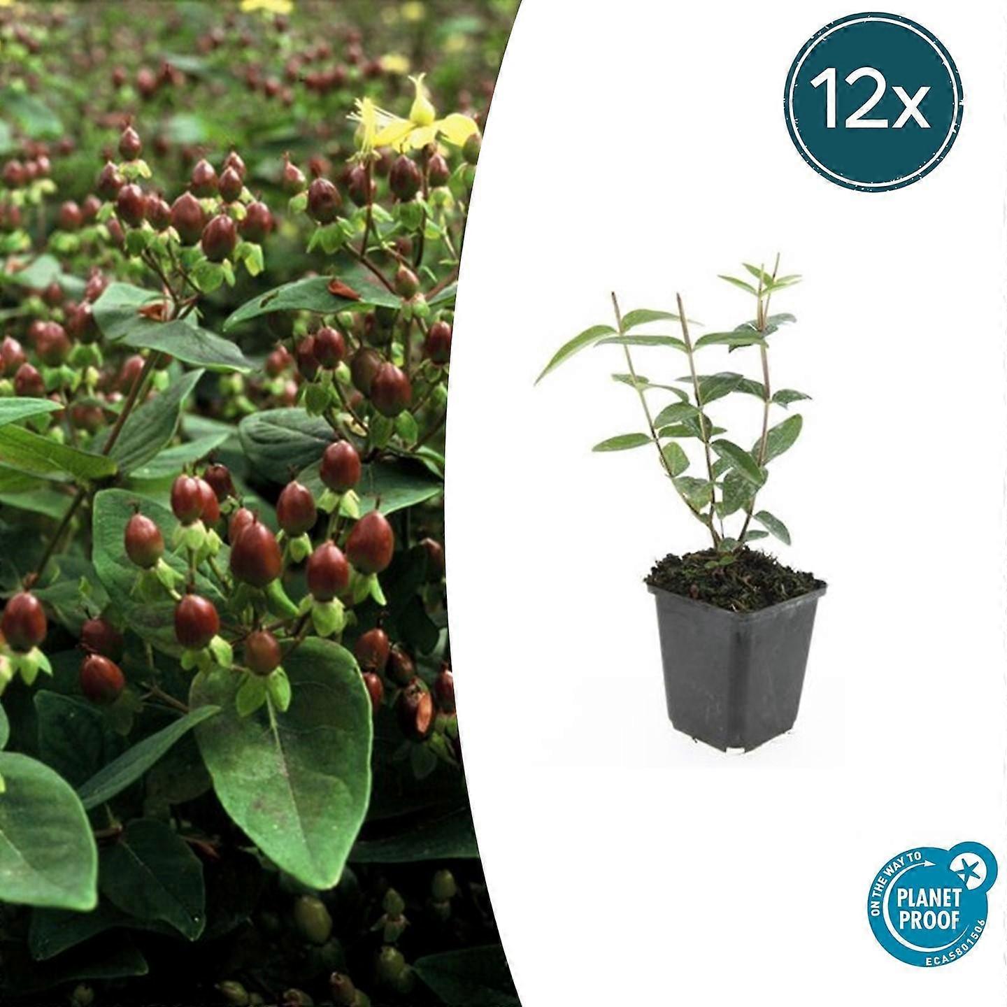 Hypericum inodorum 12 Stück - 10-25cm - Ø9cm