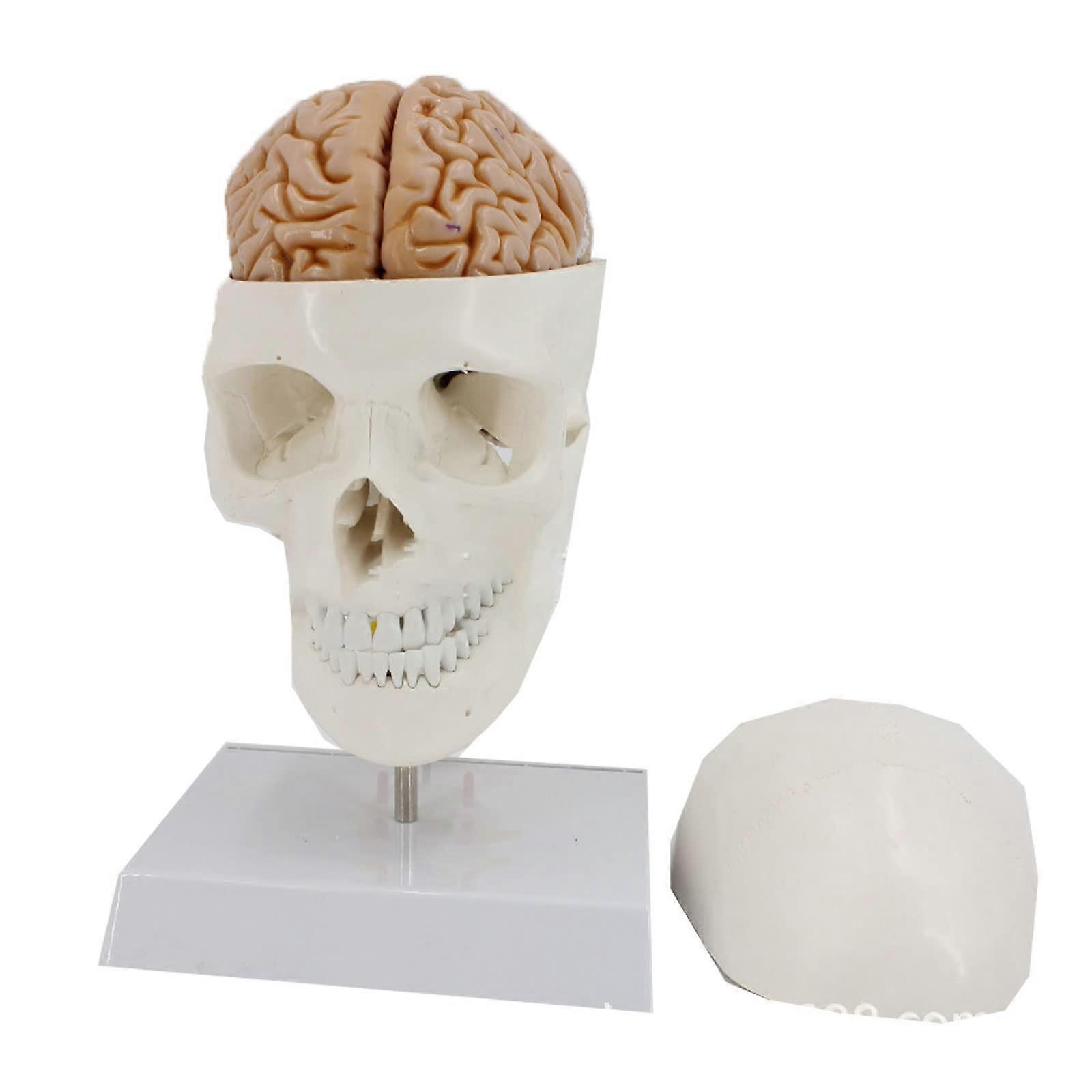 Human Skull Model Large Natural Skull Cervical Spine With Brain With Digital Sign Can Be Split Into Skull Cap