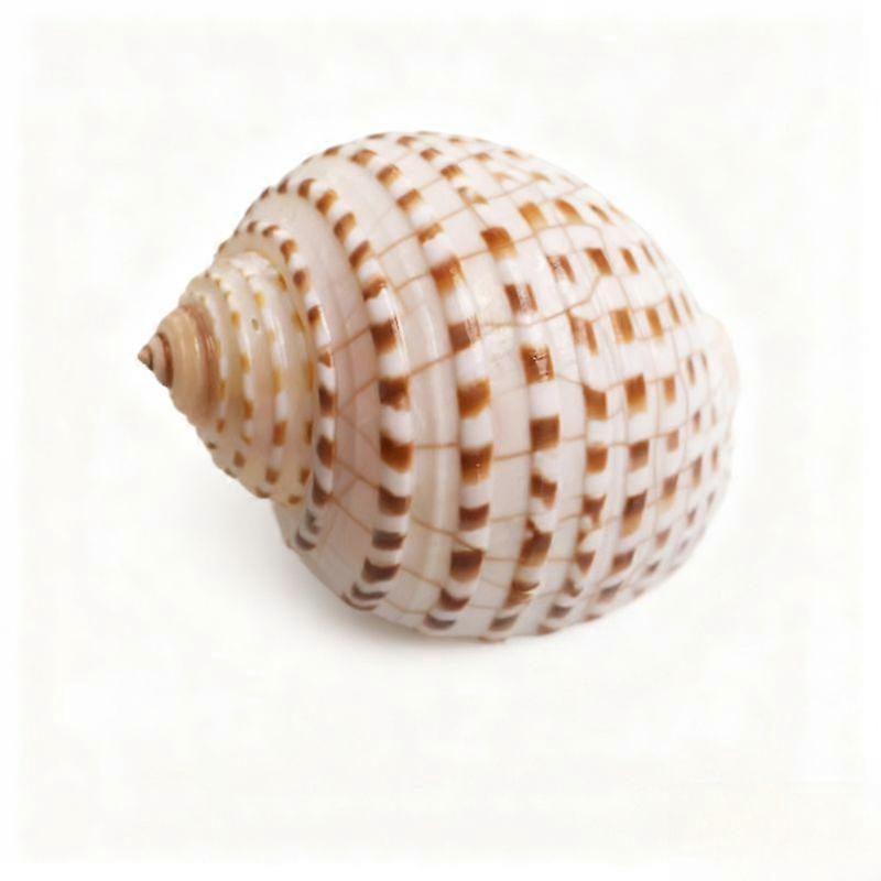 Spotted Tonna Dolium Natural Conch Shell Aquarium Ornament