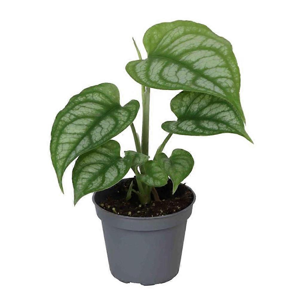 Monstera siltepecana D6