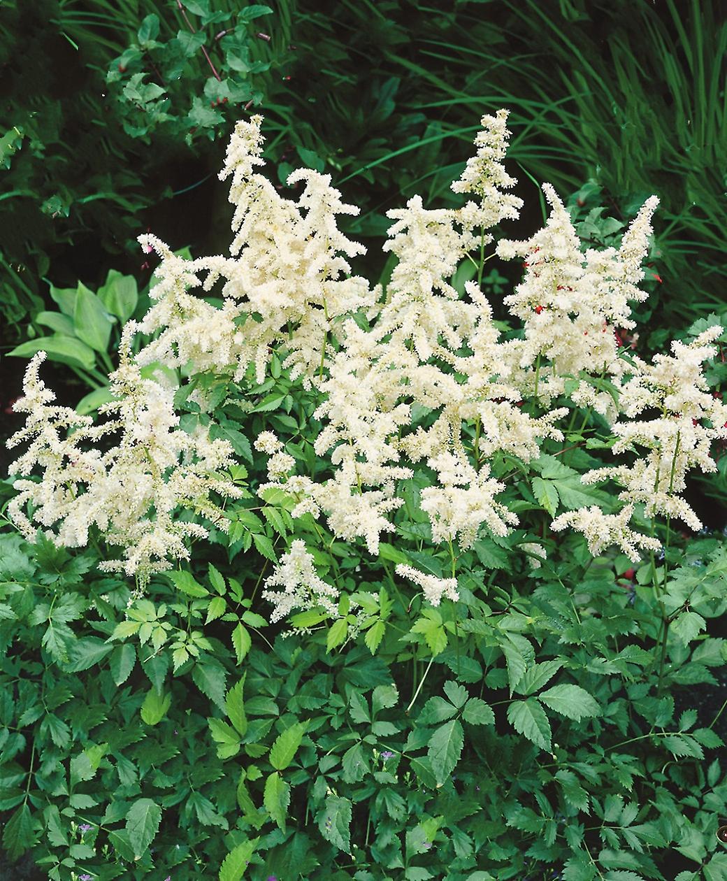 Astilbe Alemania. Falso Spiraea.