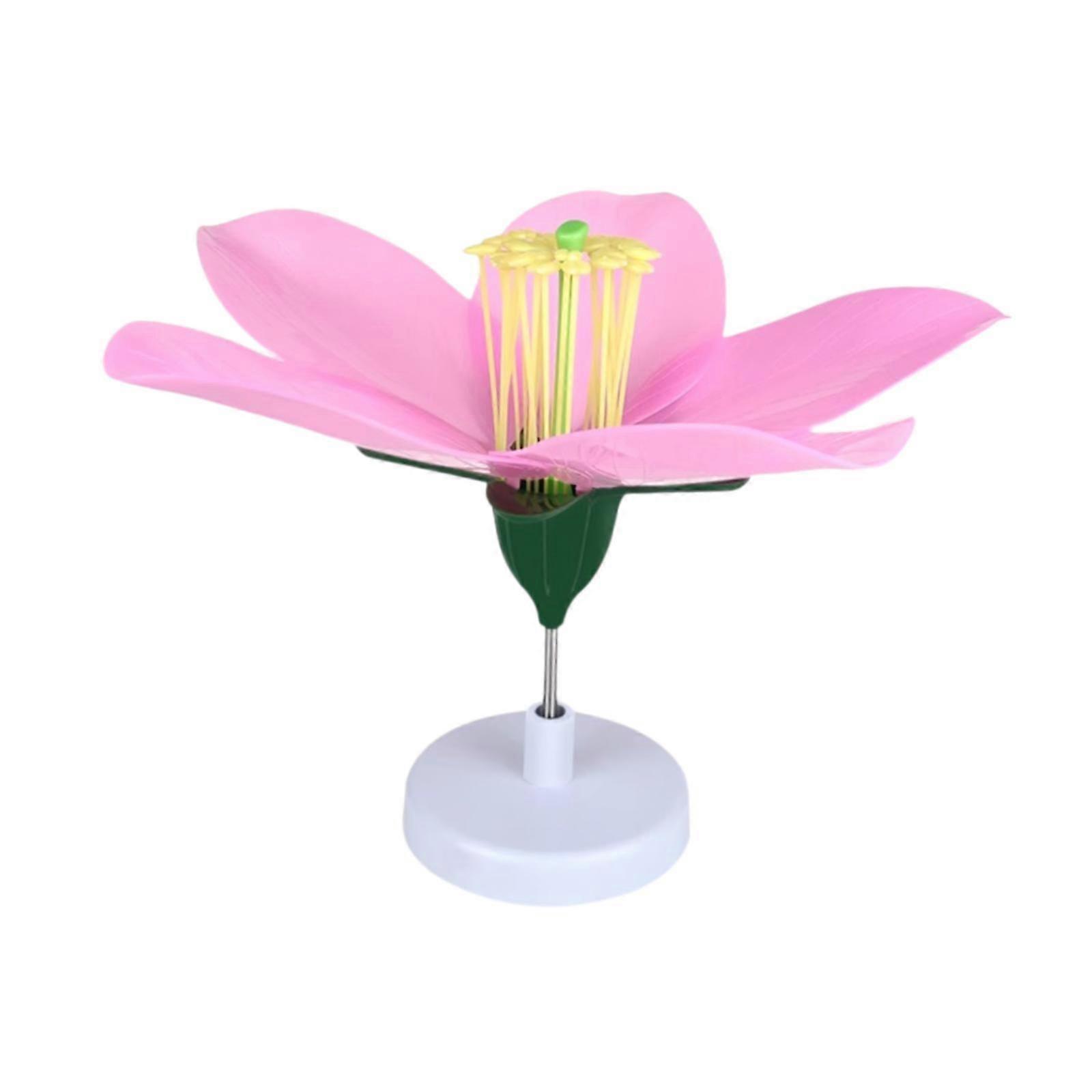 Peach Blossom Biology Model Home Decor Lightweight Practical Petal Structure