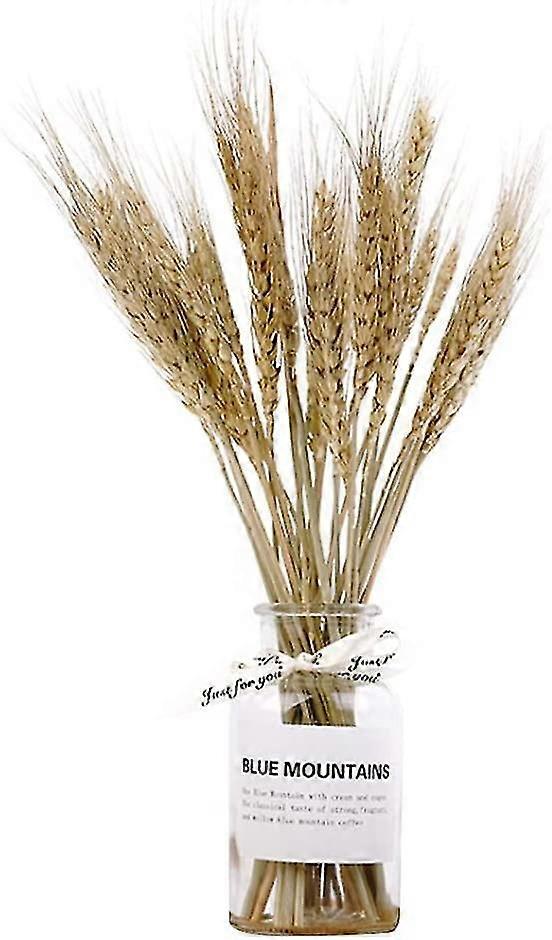 Dried Flower With Vase Set