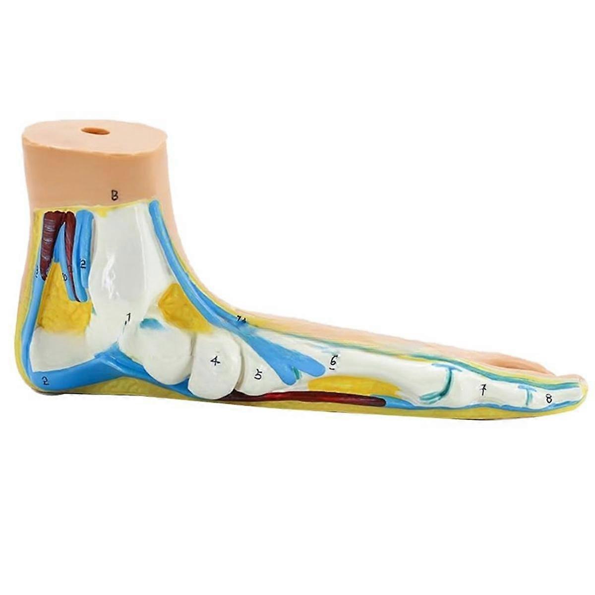 Model anatomii stopy, Model stopy anatomii człowieka, Normalny model stopy z płaskim łukiem, Model mięśni ludzkiej stopy Płaskie stopy (płaskostopie)