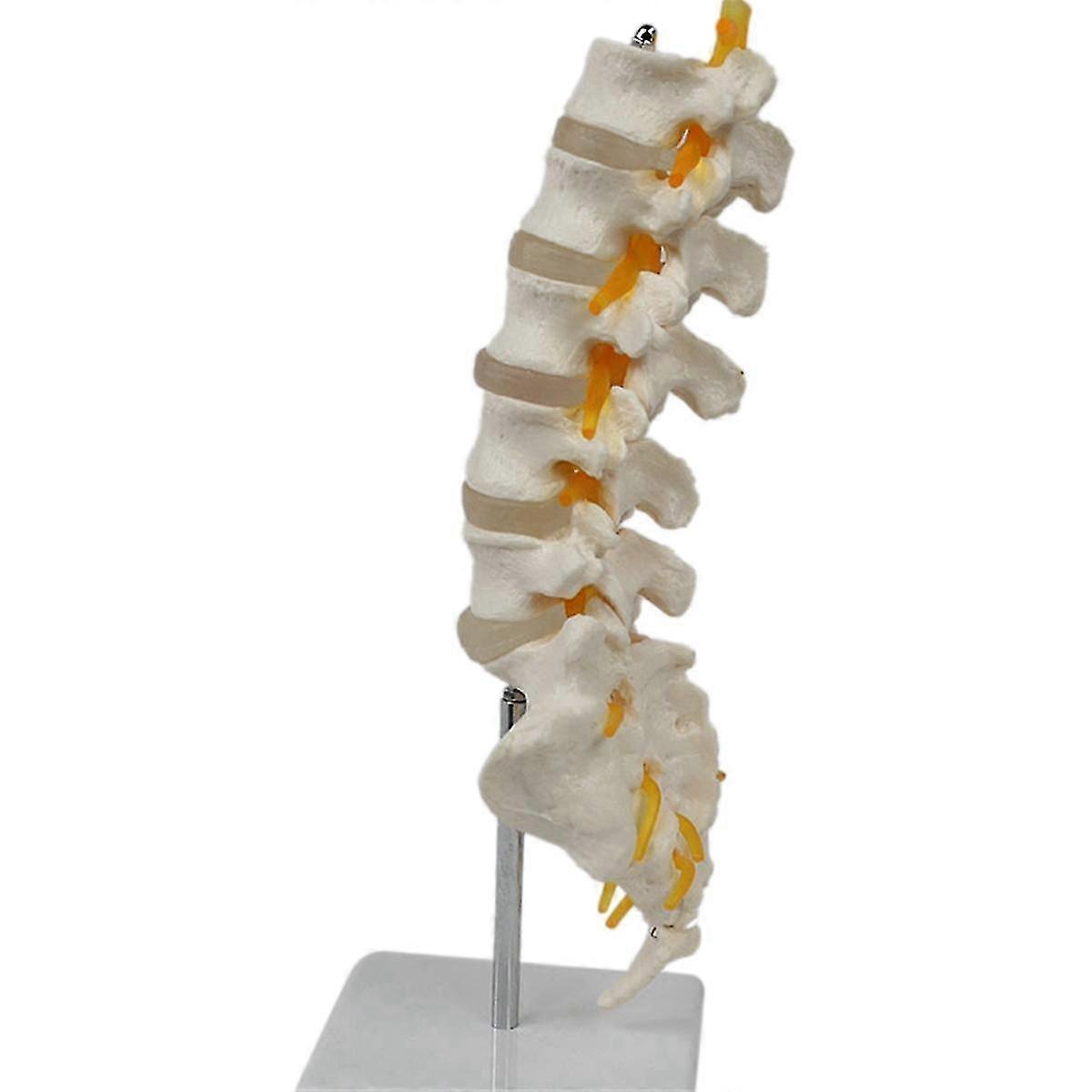 Teaching Equipment Model 5-segment Lumbar Spine With Sacral Accessory Orthopedic Teaching Display Teaching Aids