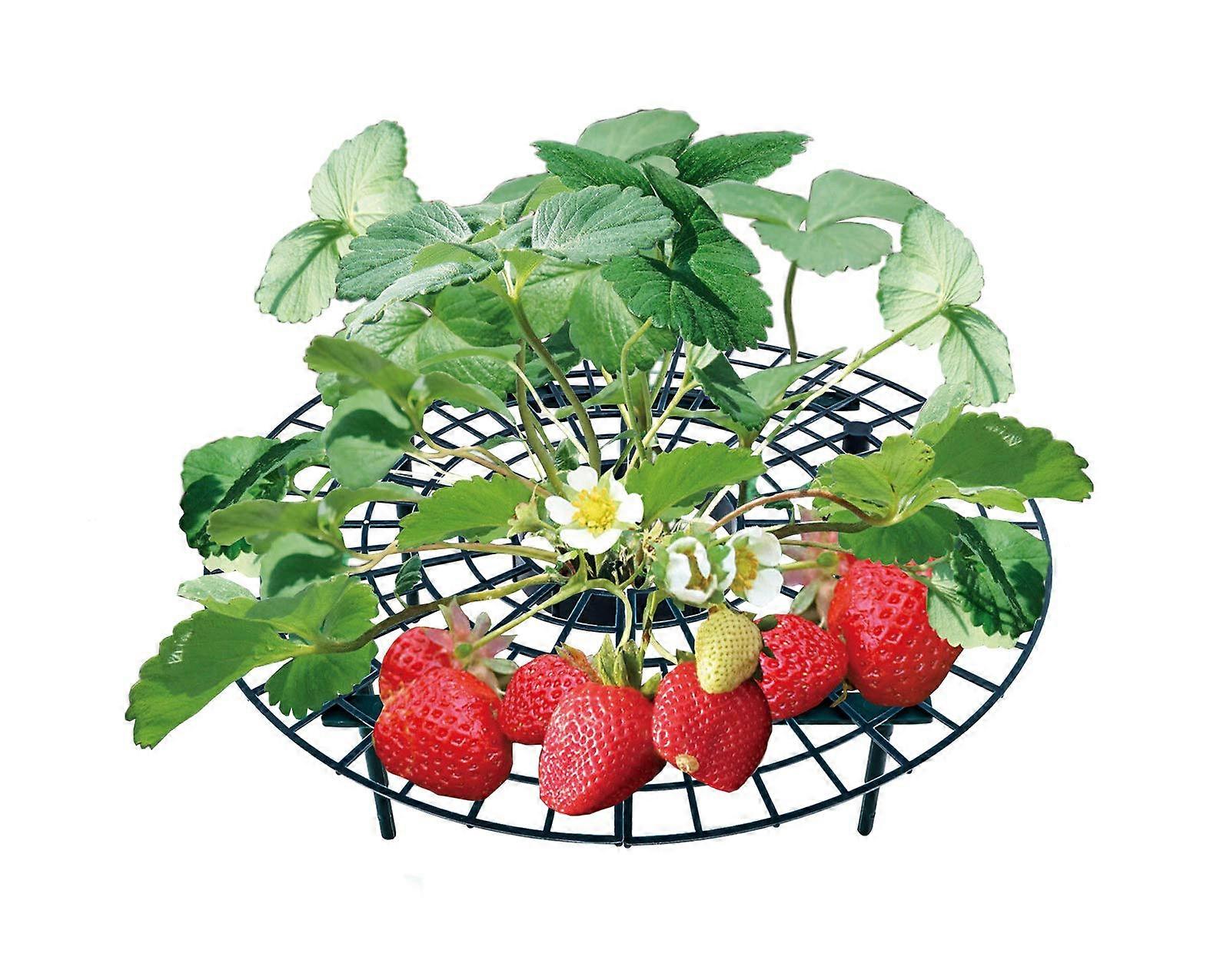 Strawberry Ripener And Fruit Ripper Adjustable For Strawberries And Tomatoes Plastic Green Snail Rot Mould Protection